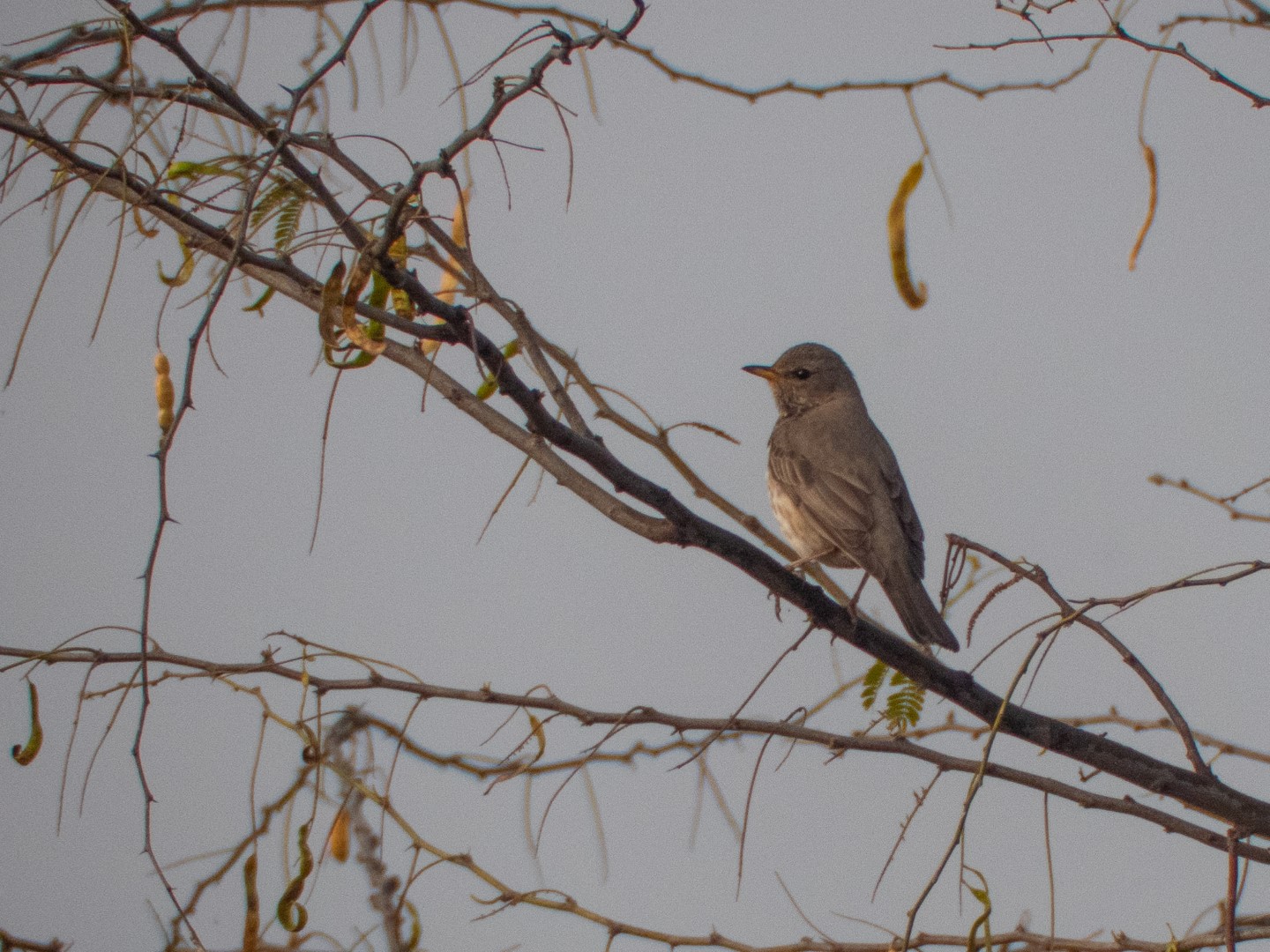Black-throated Thrush