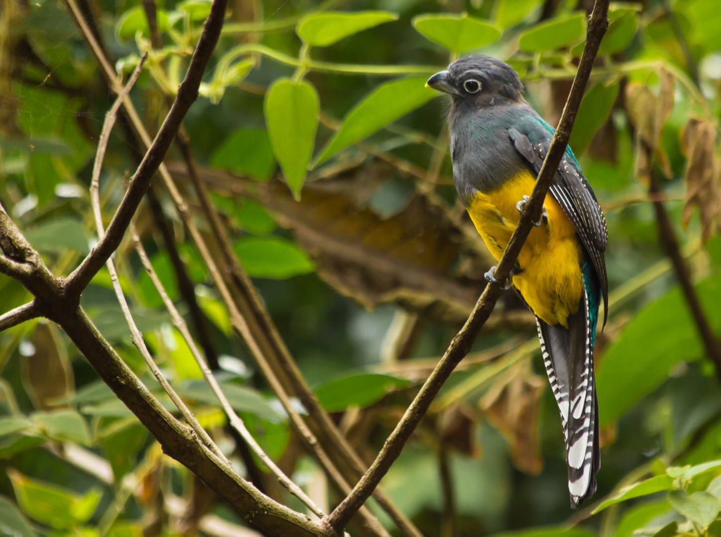 Black-throated Trogon