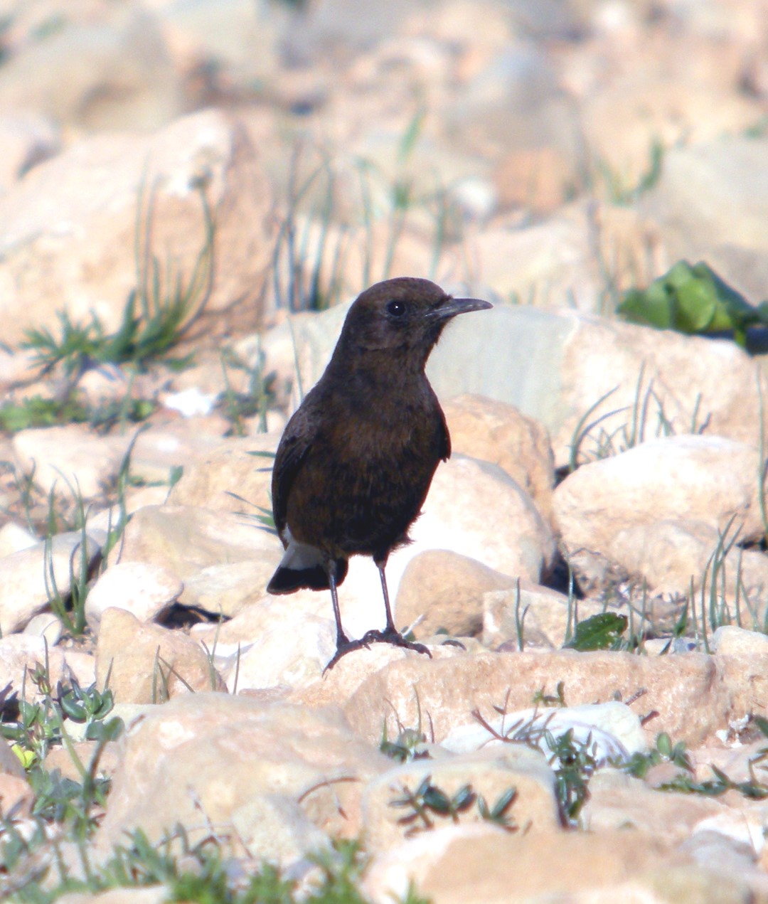 Black Wheatear