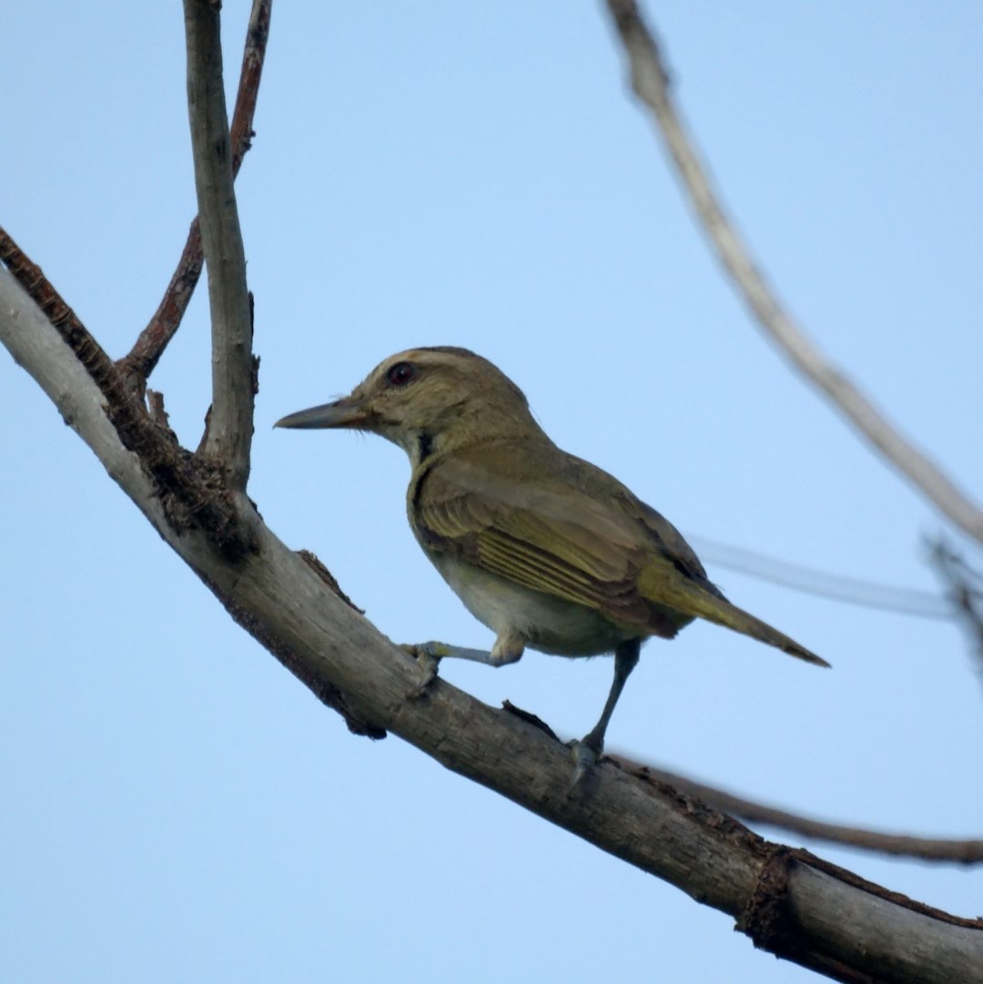 Black-whiskered Vireo