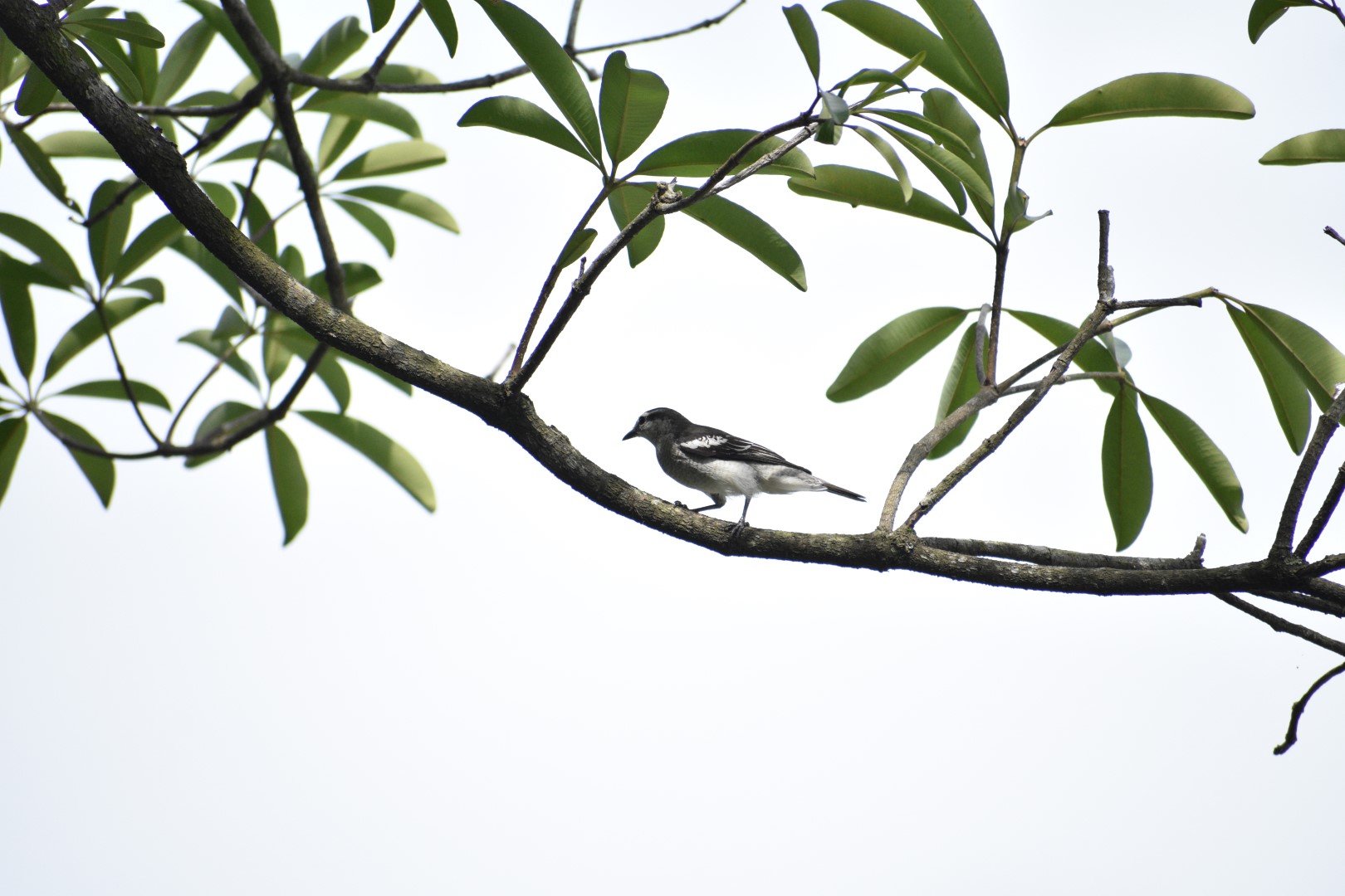 Black-winged Cuckooshrike