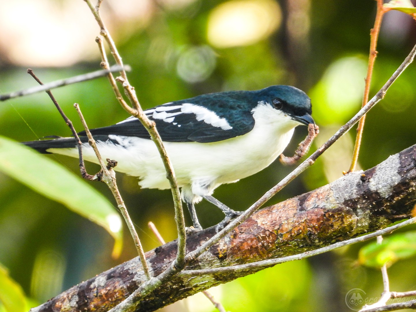 Black-winged Cuckooshrike