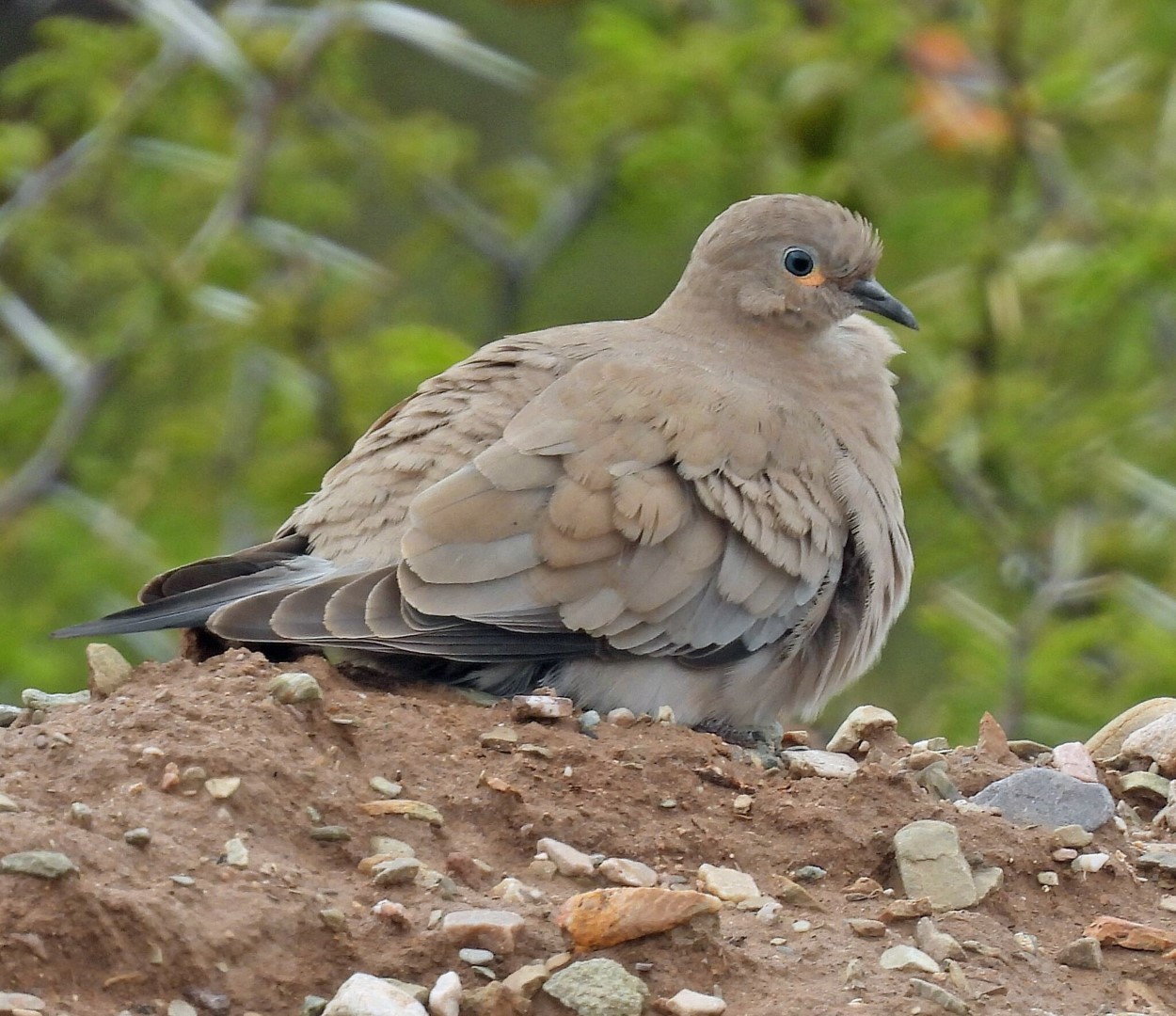 Black-winged Ground Dove