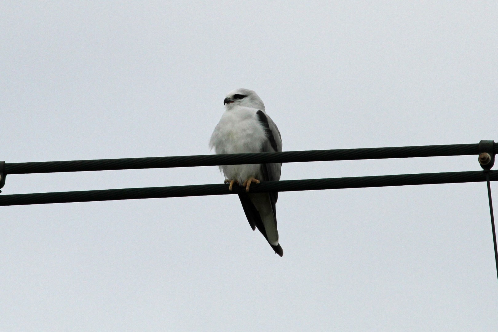 Black-winged Kite
