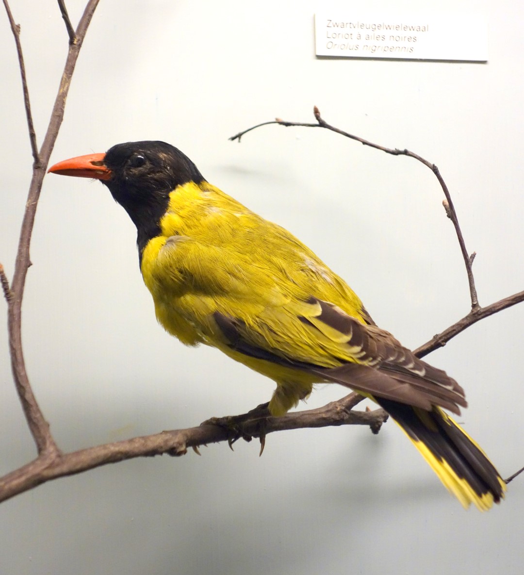 Black-winged Oriole