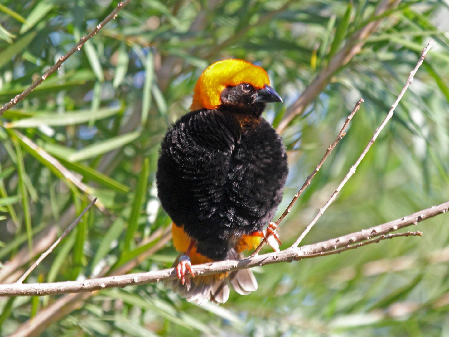 Black-winged Red Bishop