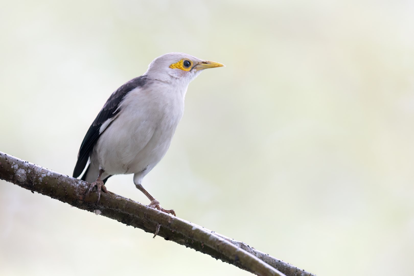Black-winged Starling