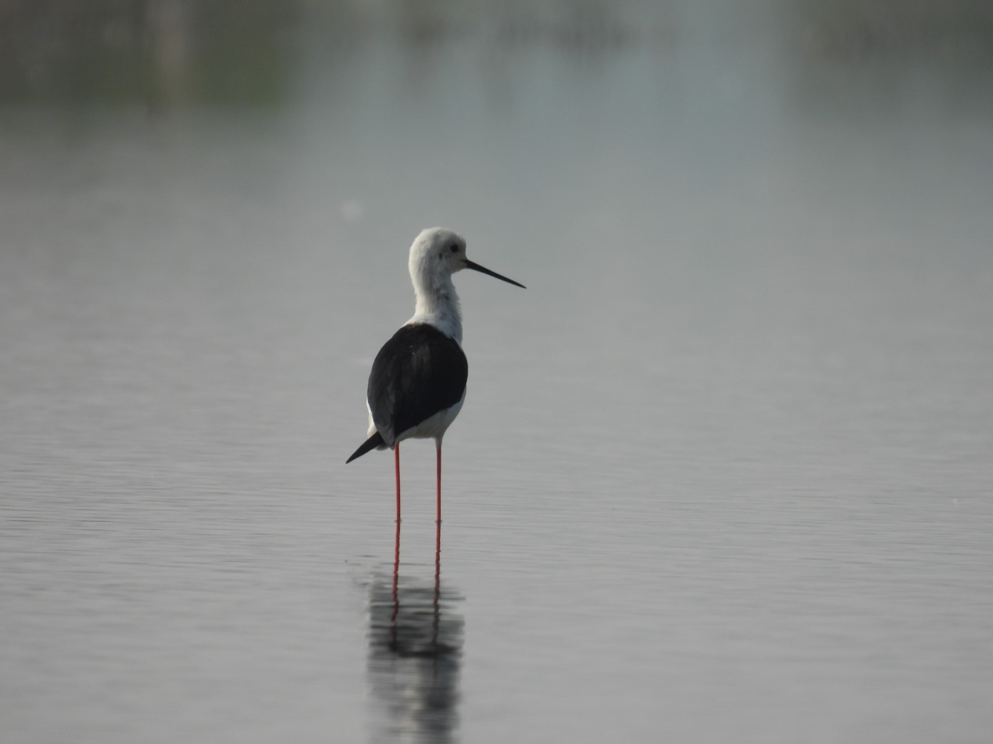 Black-winged Stilt