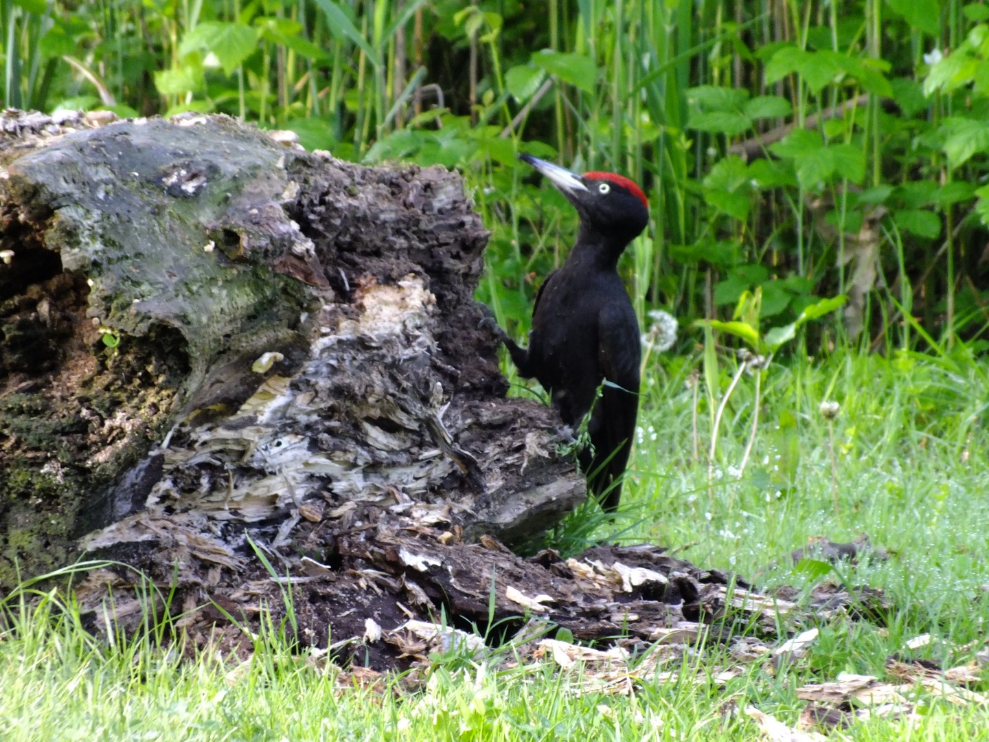 Black Woodpecker