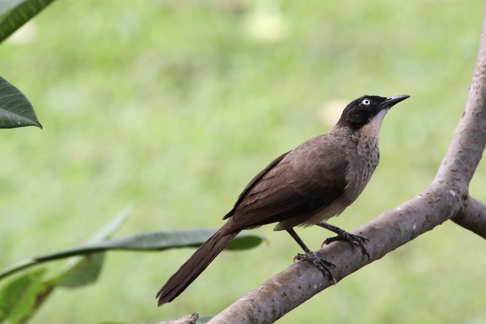 Blackcap Babbler