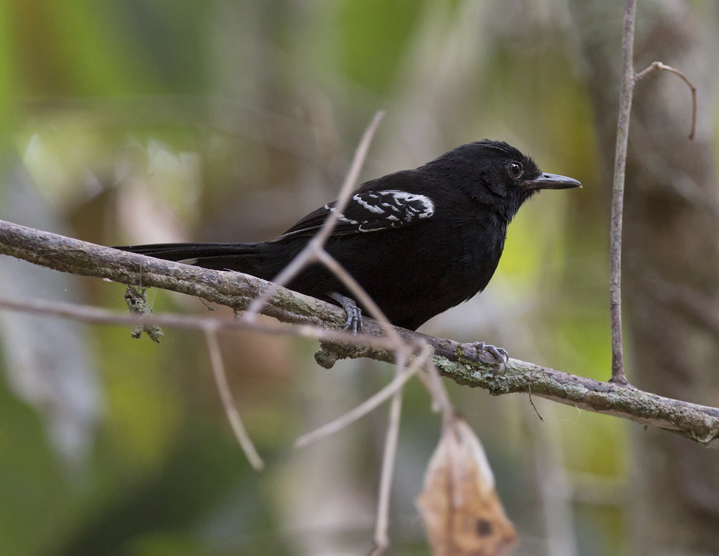 Blackish Antbird