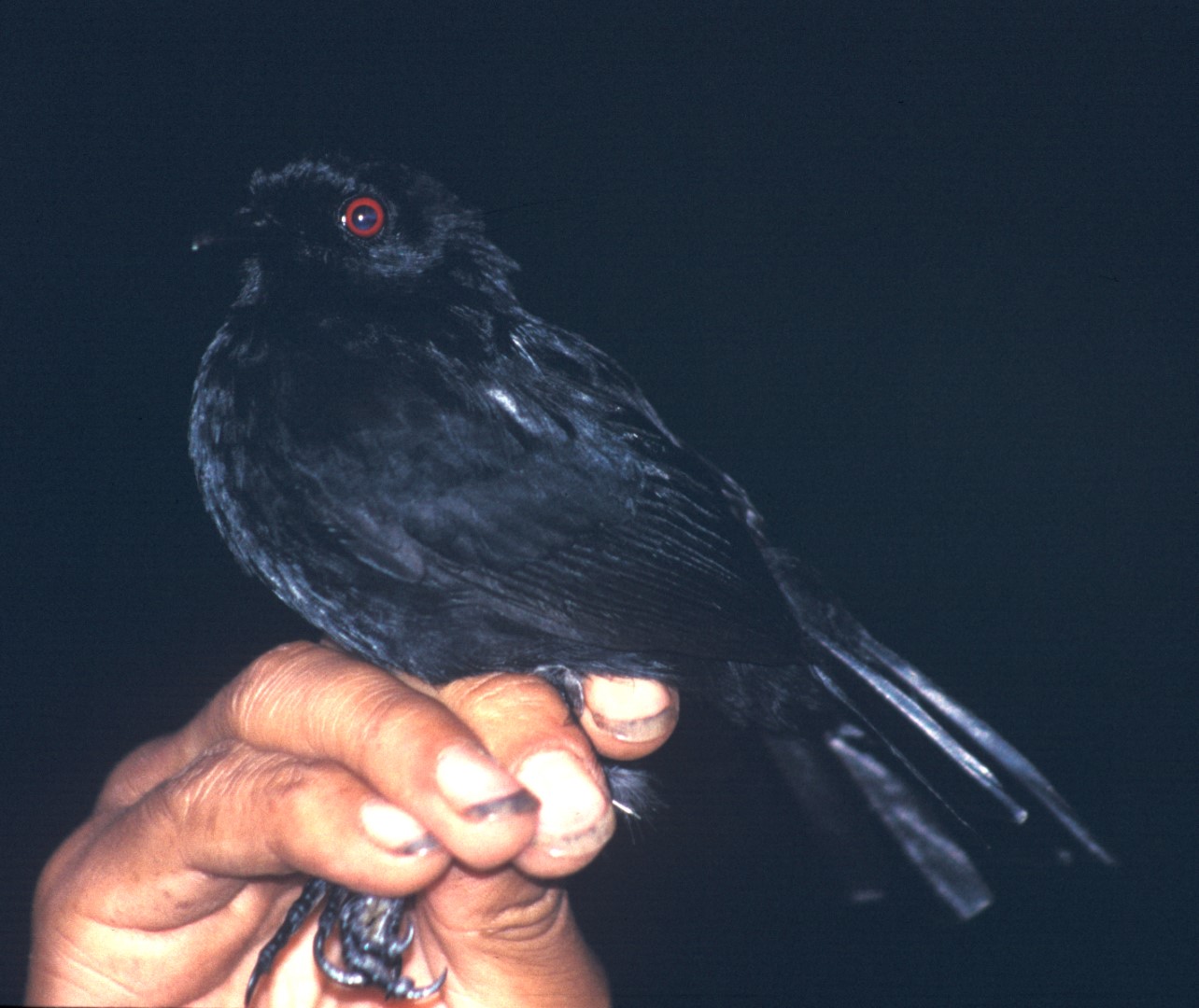 Blackish antbird