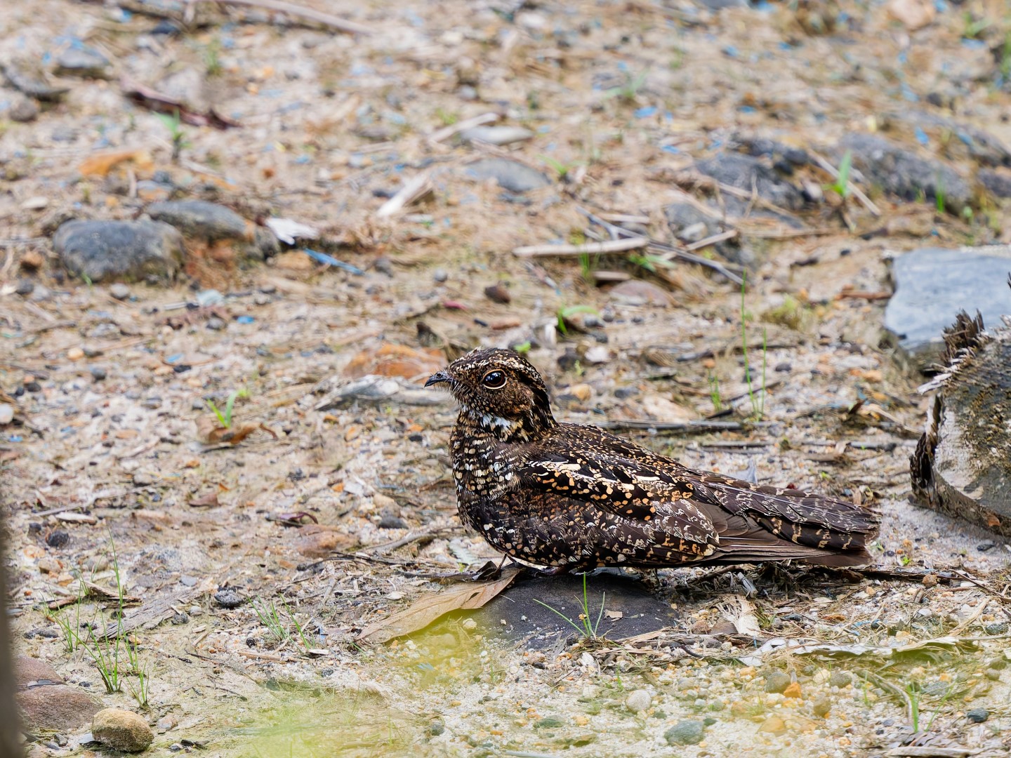 Blackish Nightjar