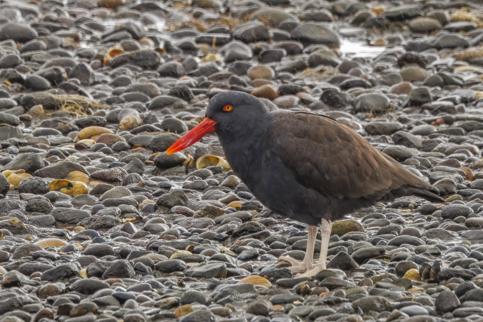 Blackish Oystercatcher