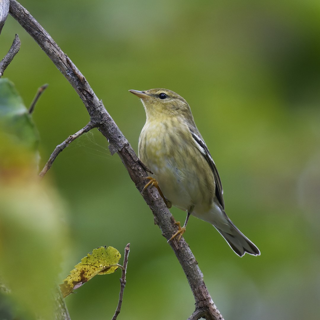 Blackpoll Warbler