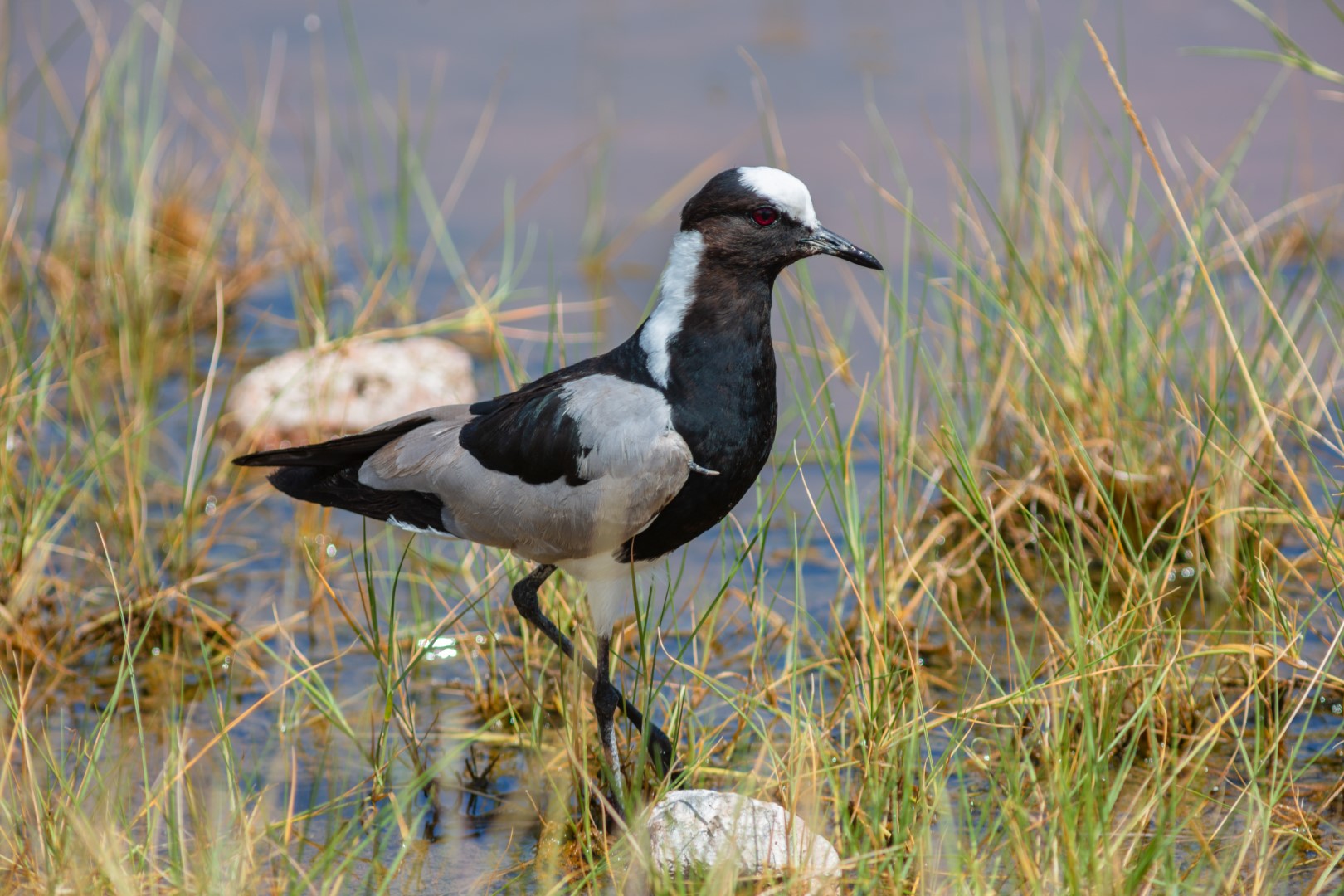 Blacksmith Lapwing