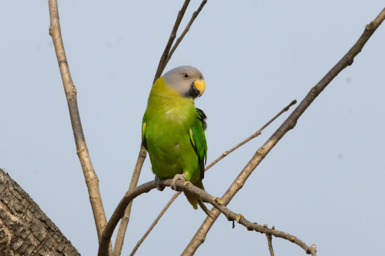 Blossom-headed parakeet