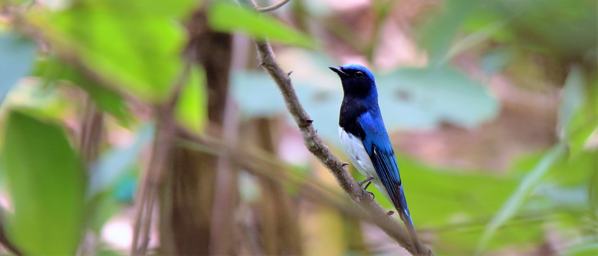Blue-and-White Flycatcher