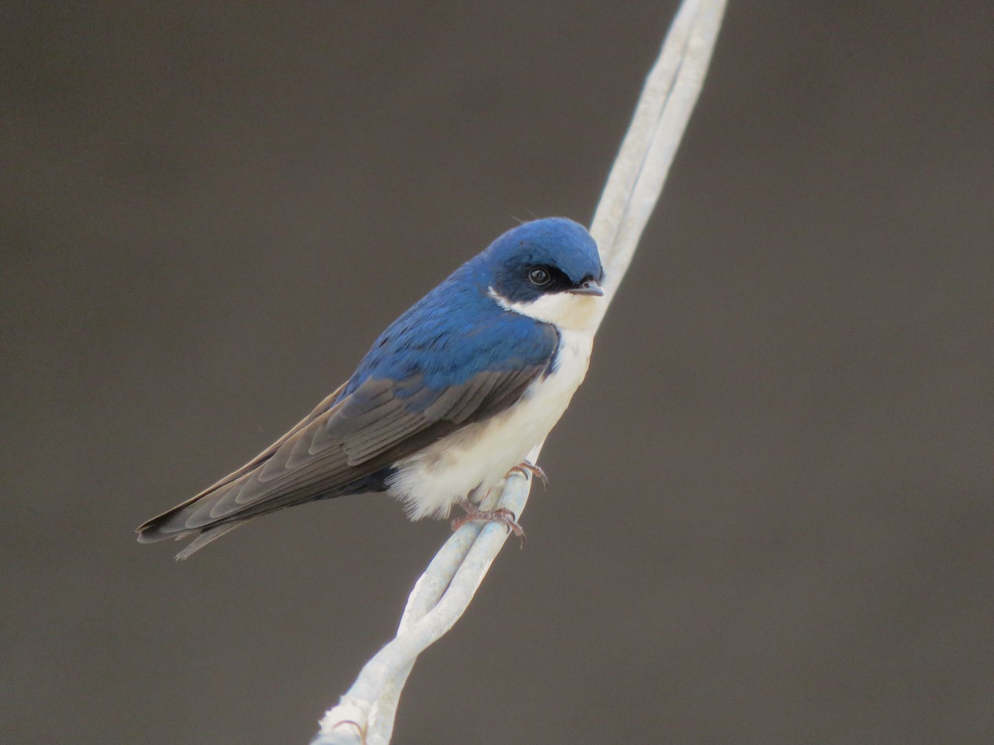 Blue-and-white Swallow