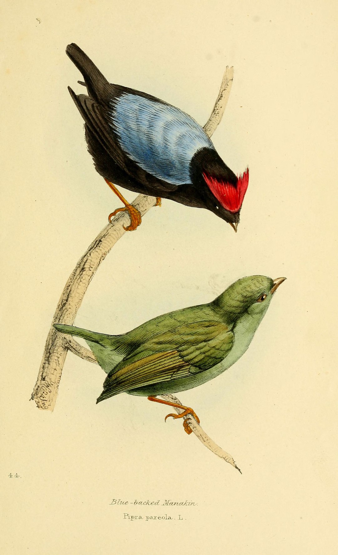 Blue-backed Manakin