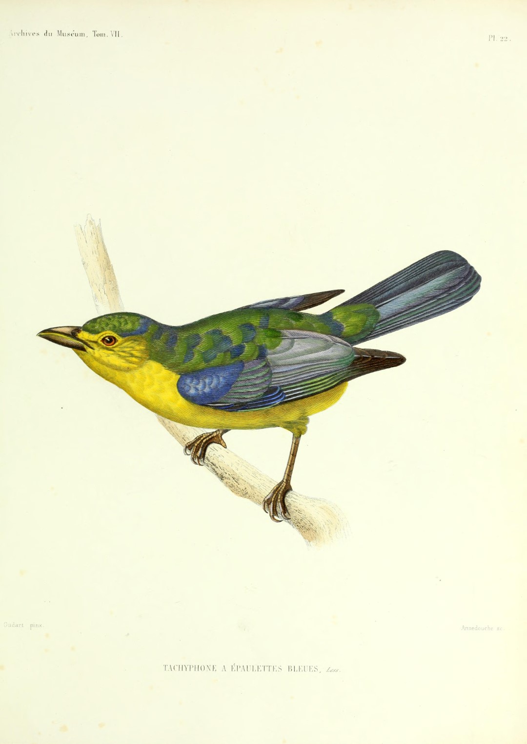 Blue-backed Tanager