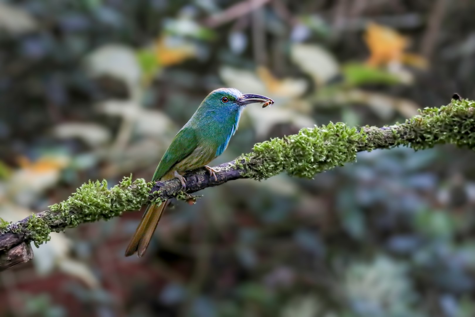 Blue-bearded Bee-eater