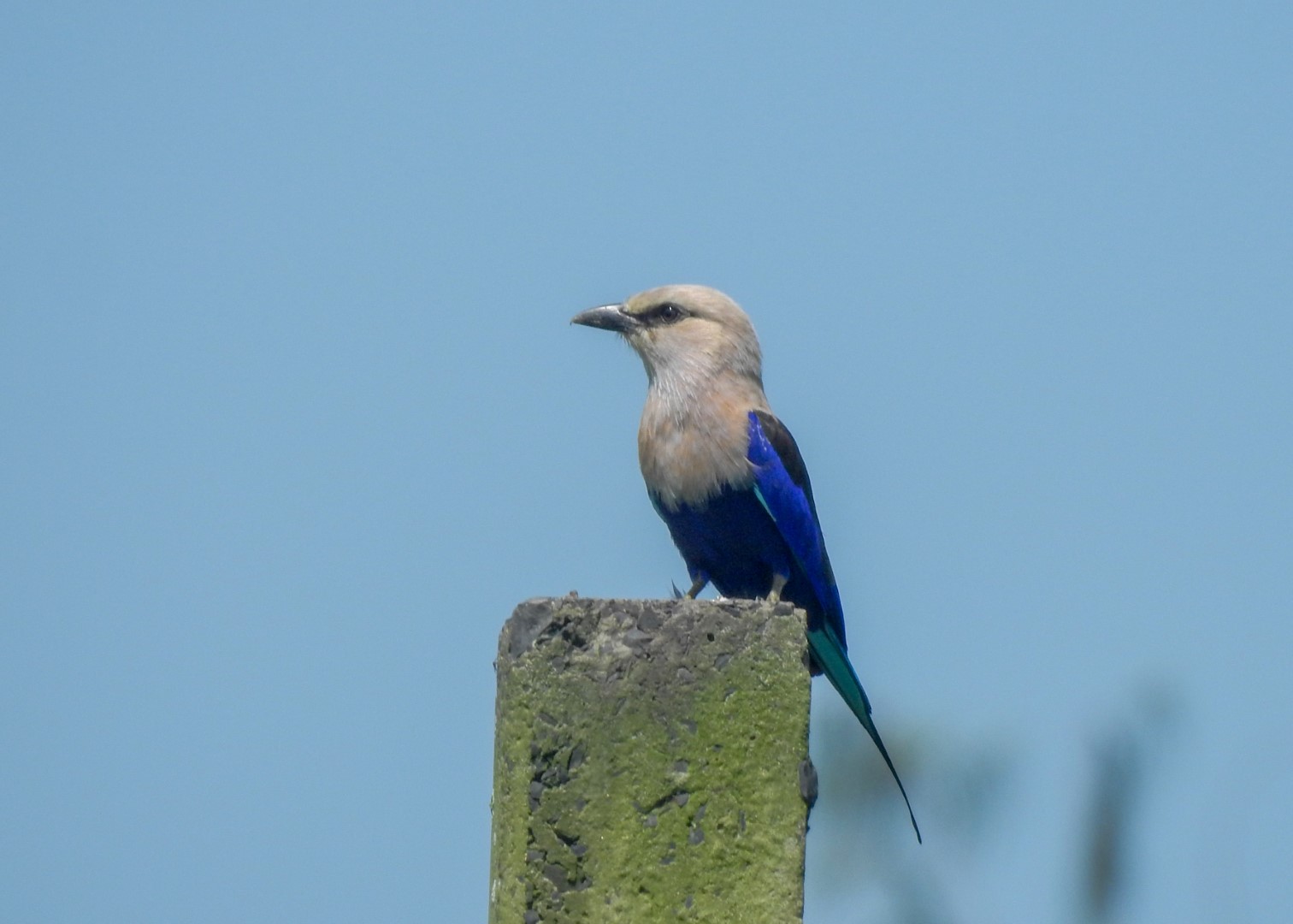 Blue-bellied Roller