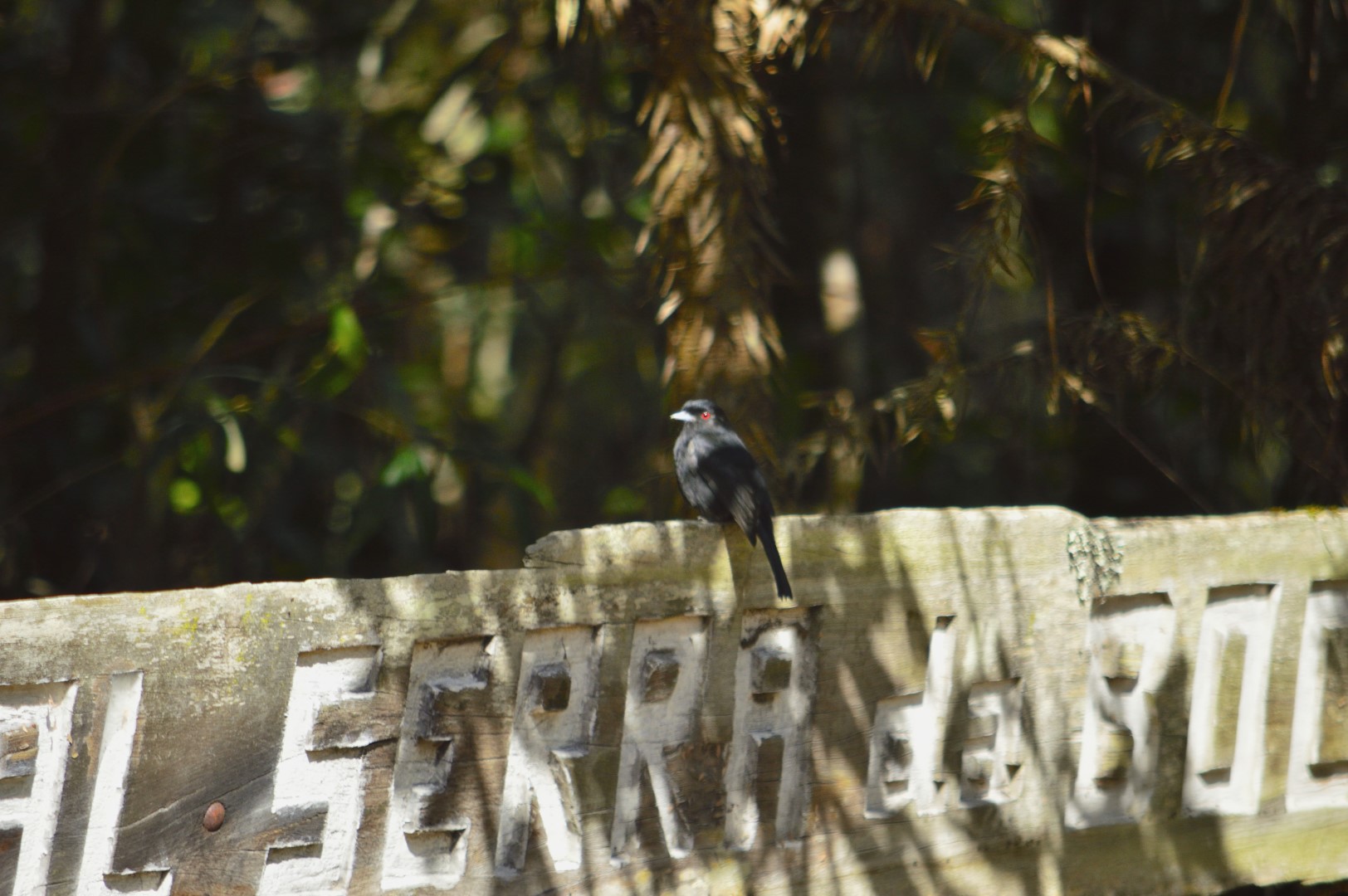 Blue-billed Black-Tyrant