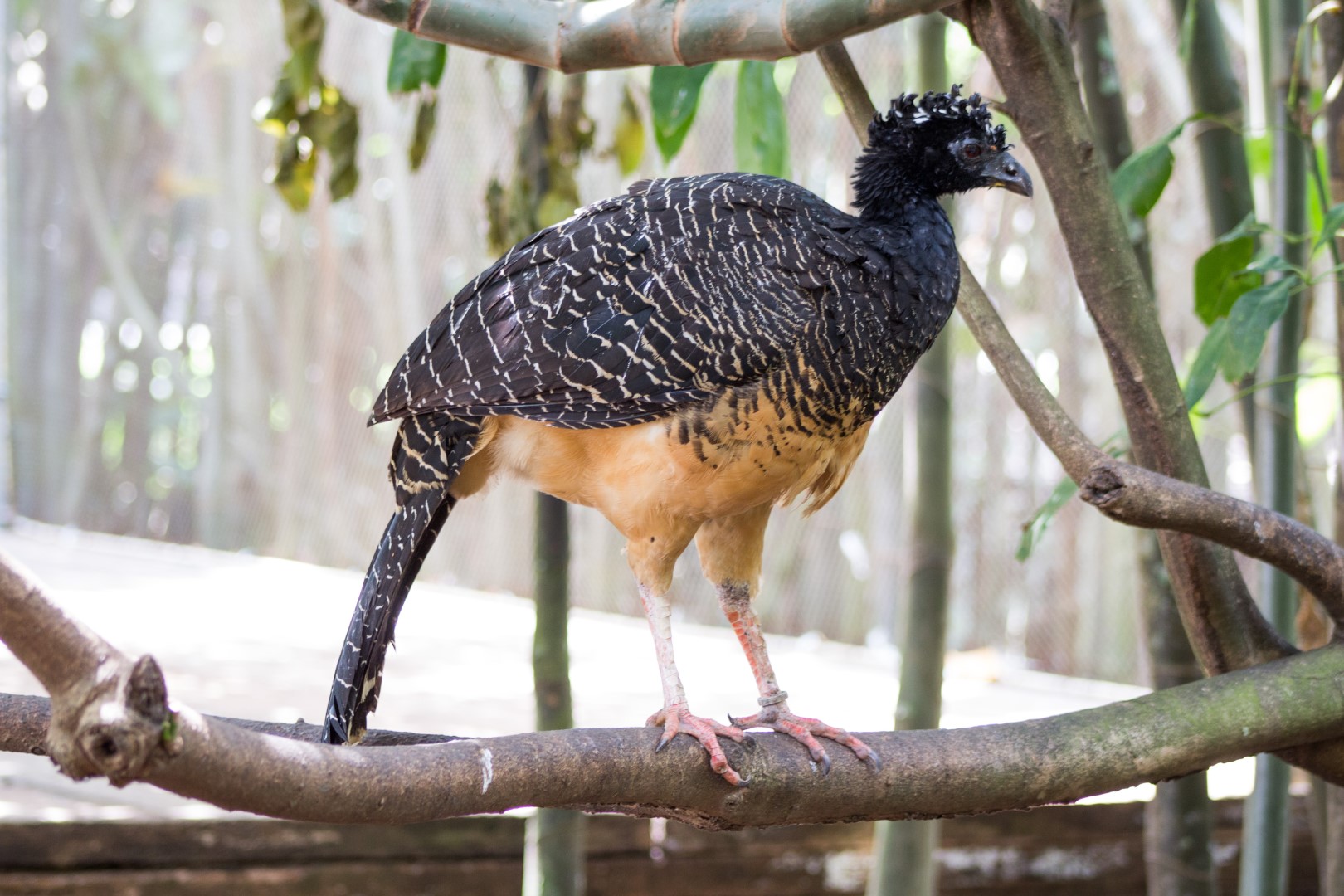 Blue-billed Curassow
