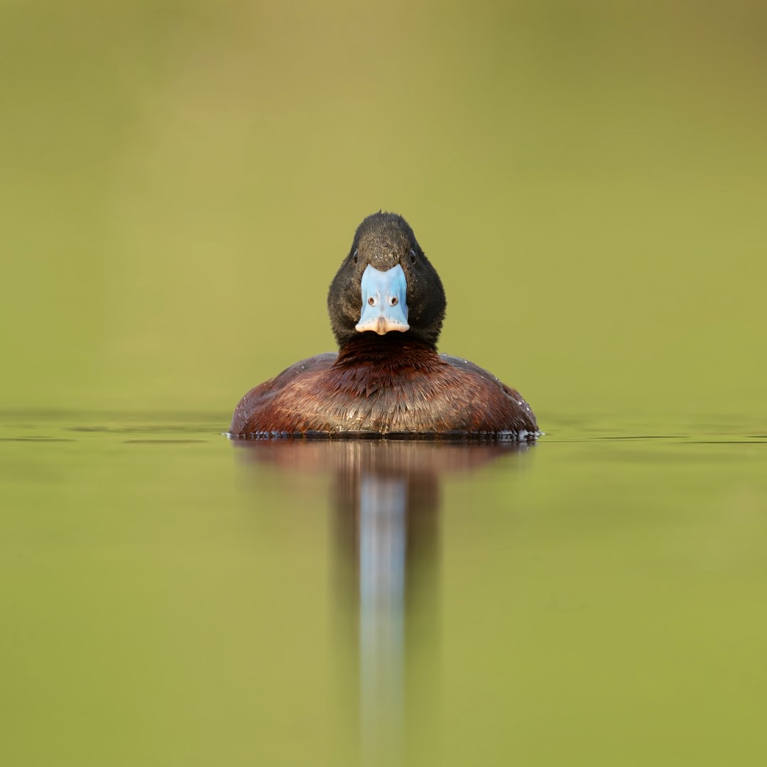 Blue-billed Duck