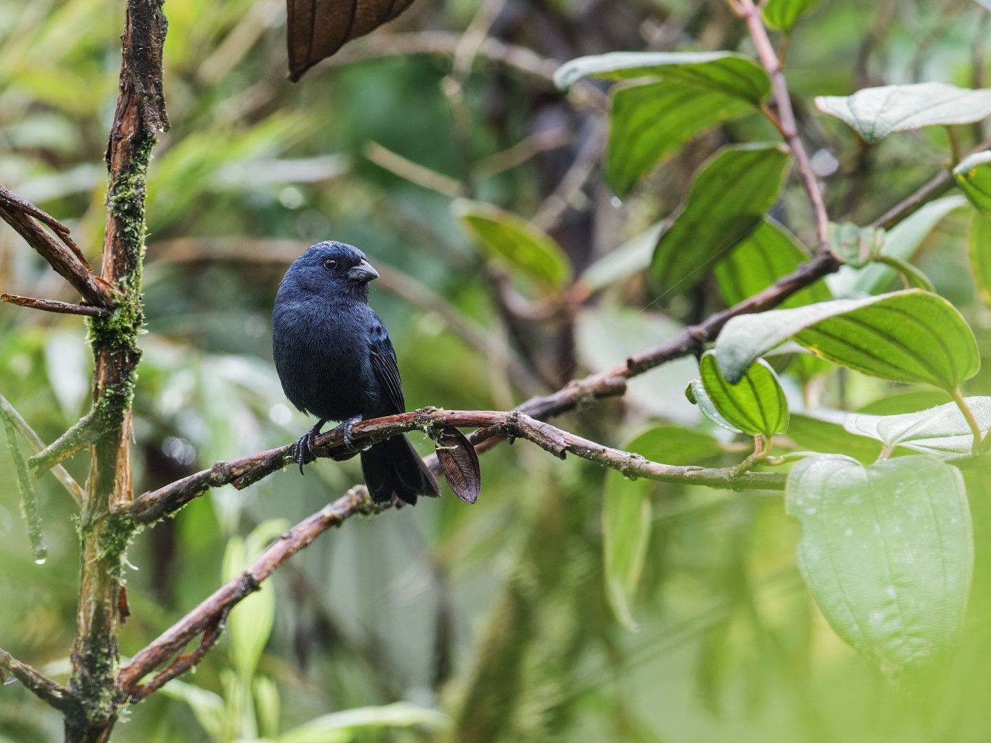 Blue-black Grosbeak