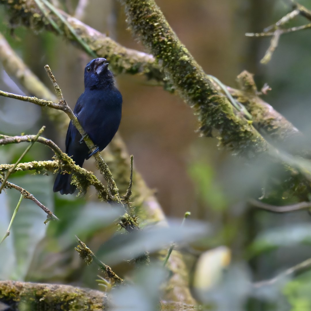 Blue-black Grosbeak