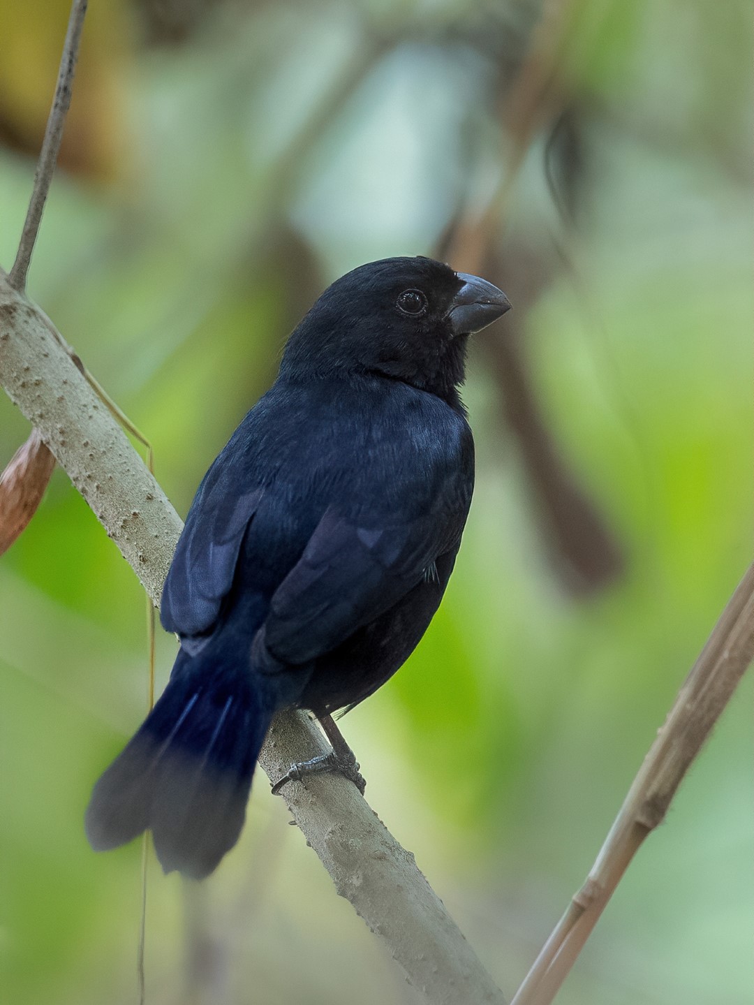 Blue-black Grosbeak