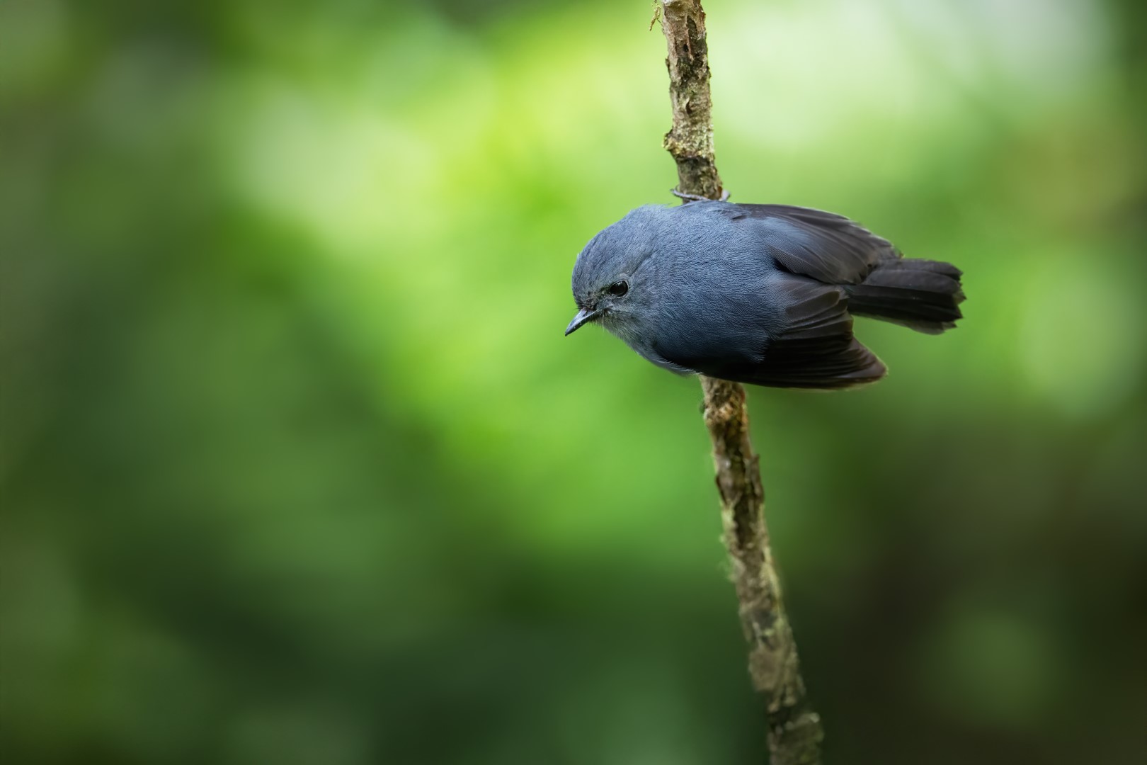 Blue-black Robin