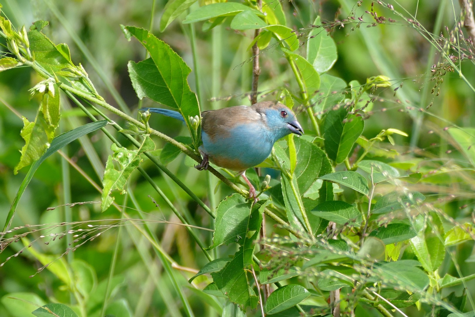 Blue-breasted Cordonbleu