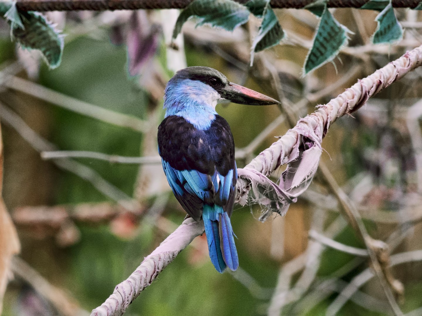 Blue-breasted Kingfisher