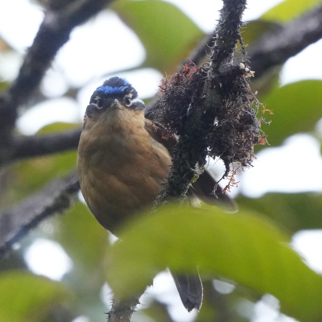 Blue-capped Ifrita