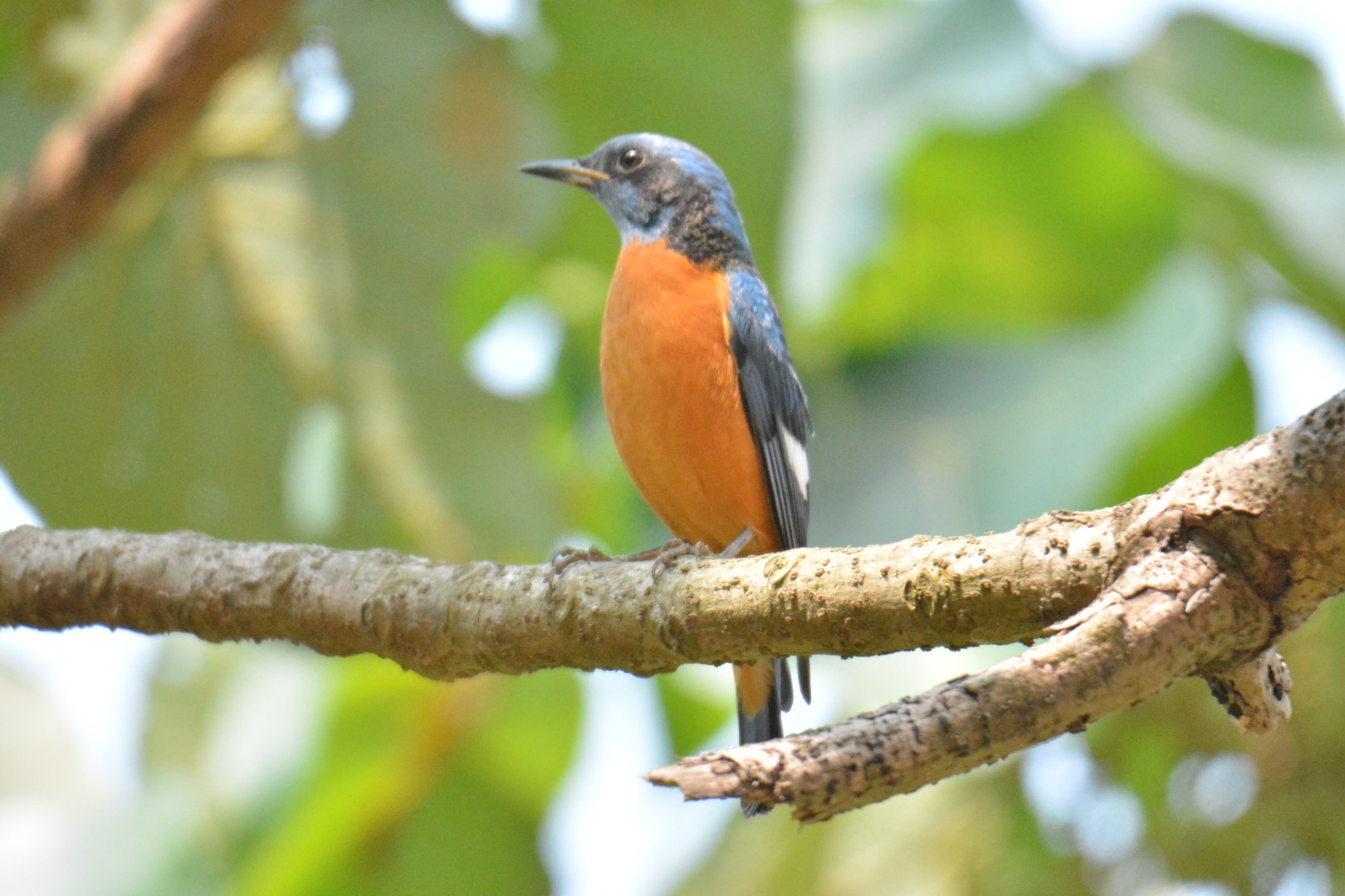 Blue-capped Rock Thrush