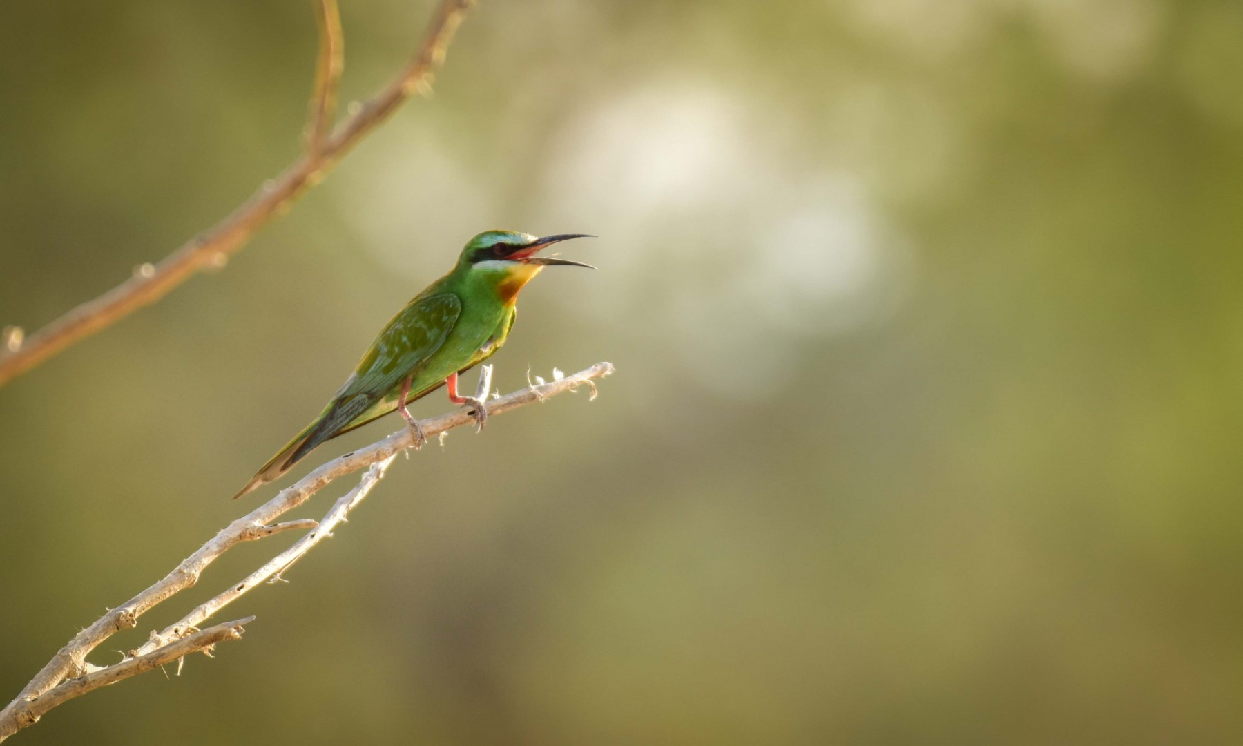 Blue-cheeked Bee-eater