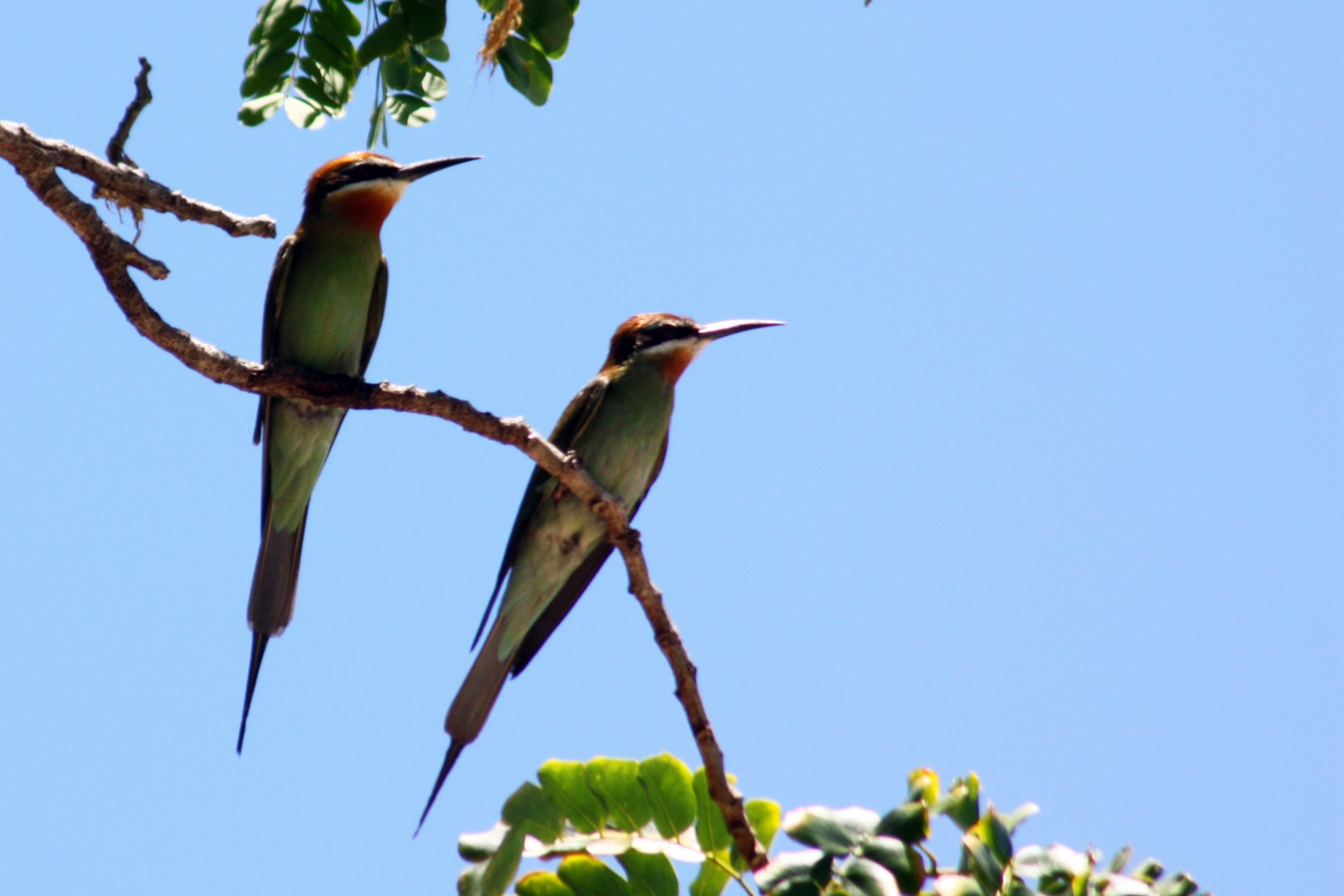 Blue-cheeked Bee-eater