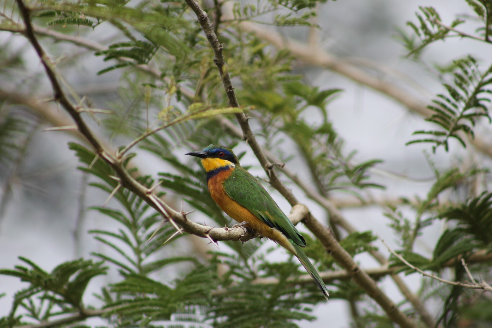 Blue-cheeked Bee-eater