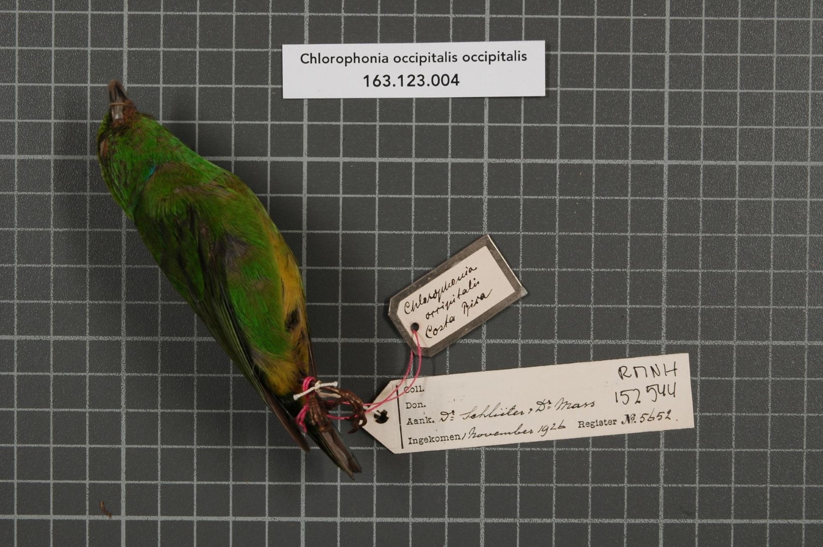 Blue-crowned Chlorophonia