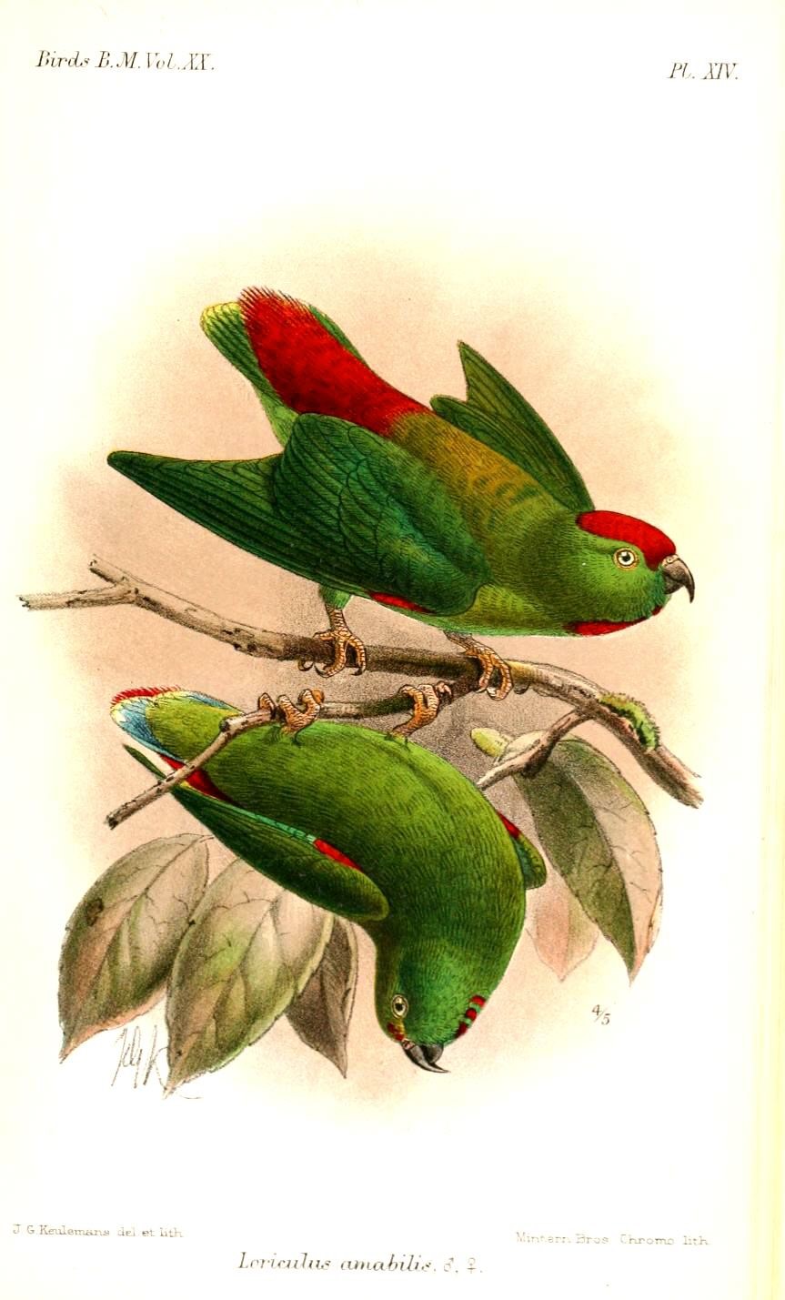 Blue-crowned Hanging Parrot