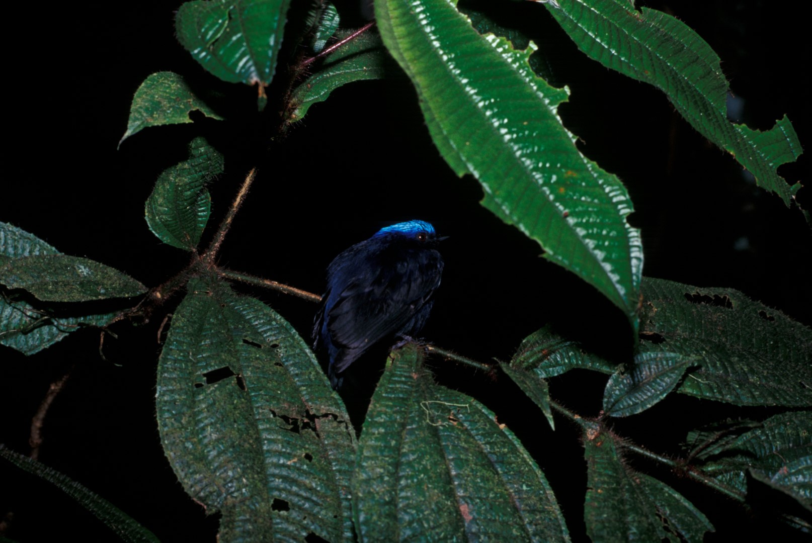 Blue-crowned Manakin