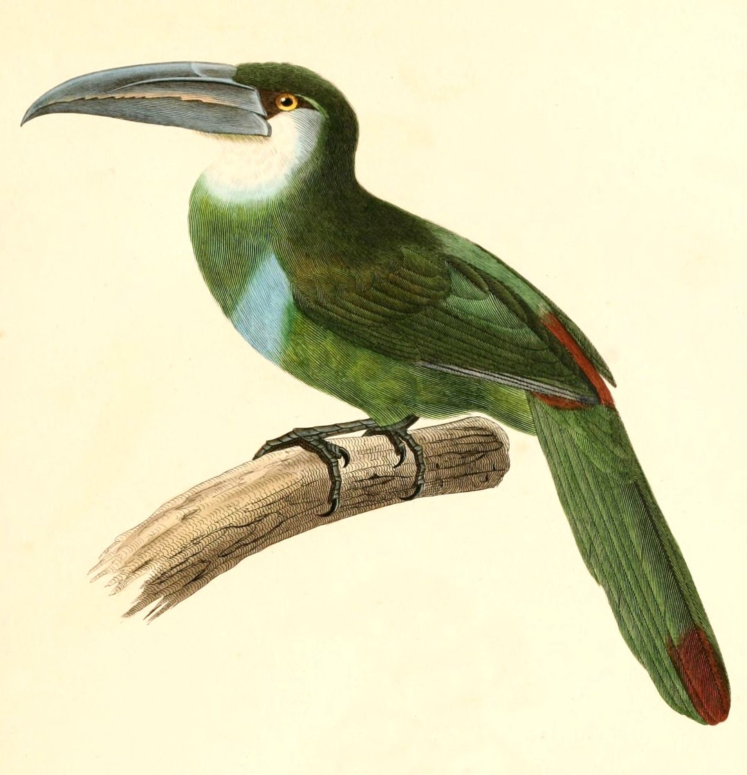 Blue-crowned Motmot