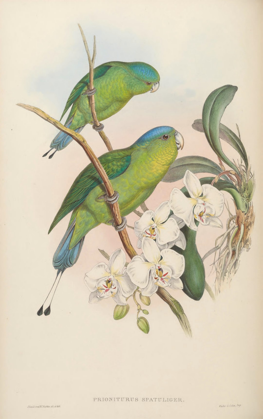 Blue-crowned Racket-tail