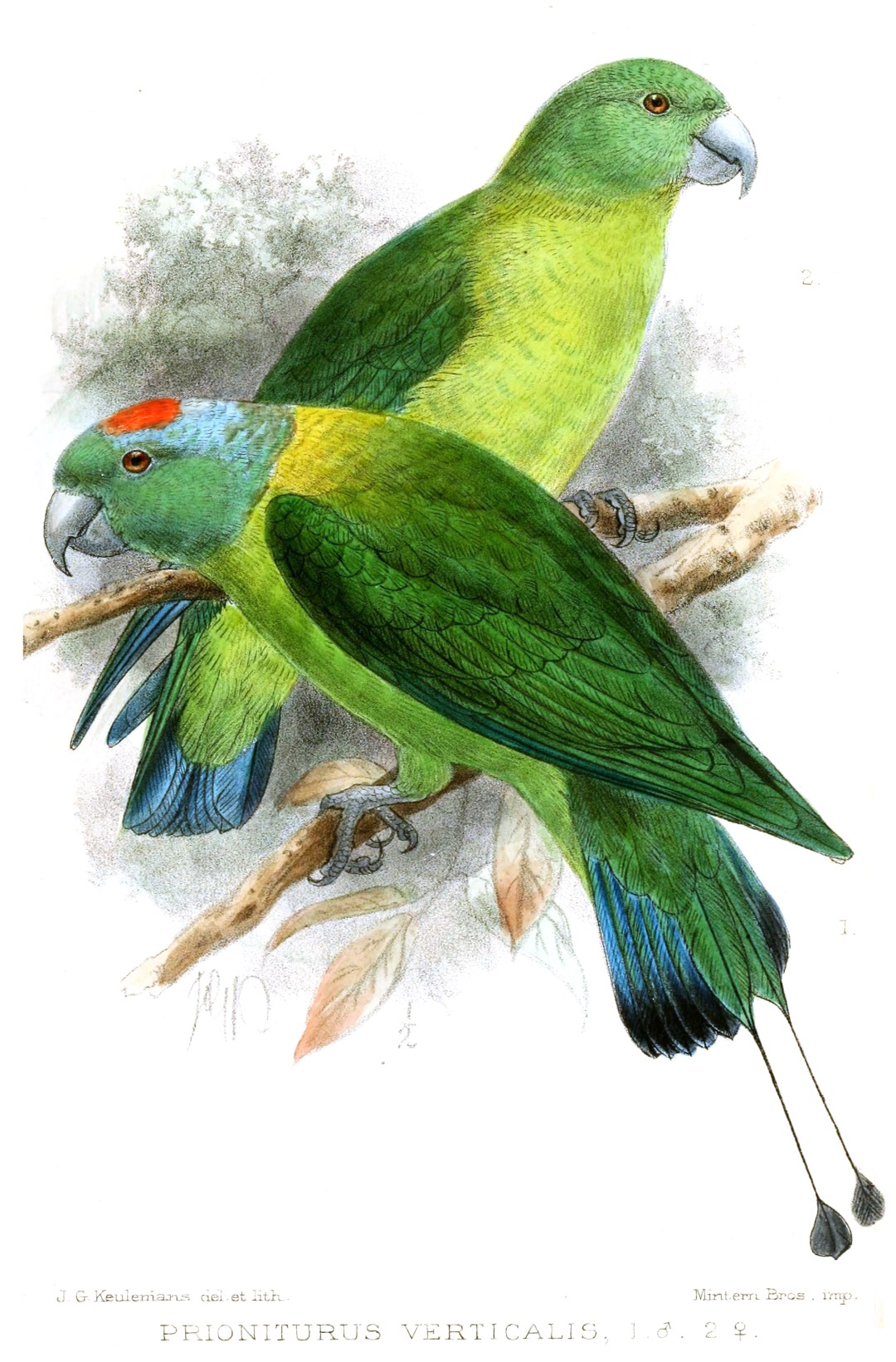 Blue-crowned Racket-tail