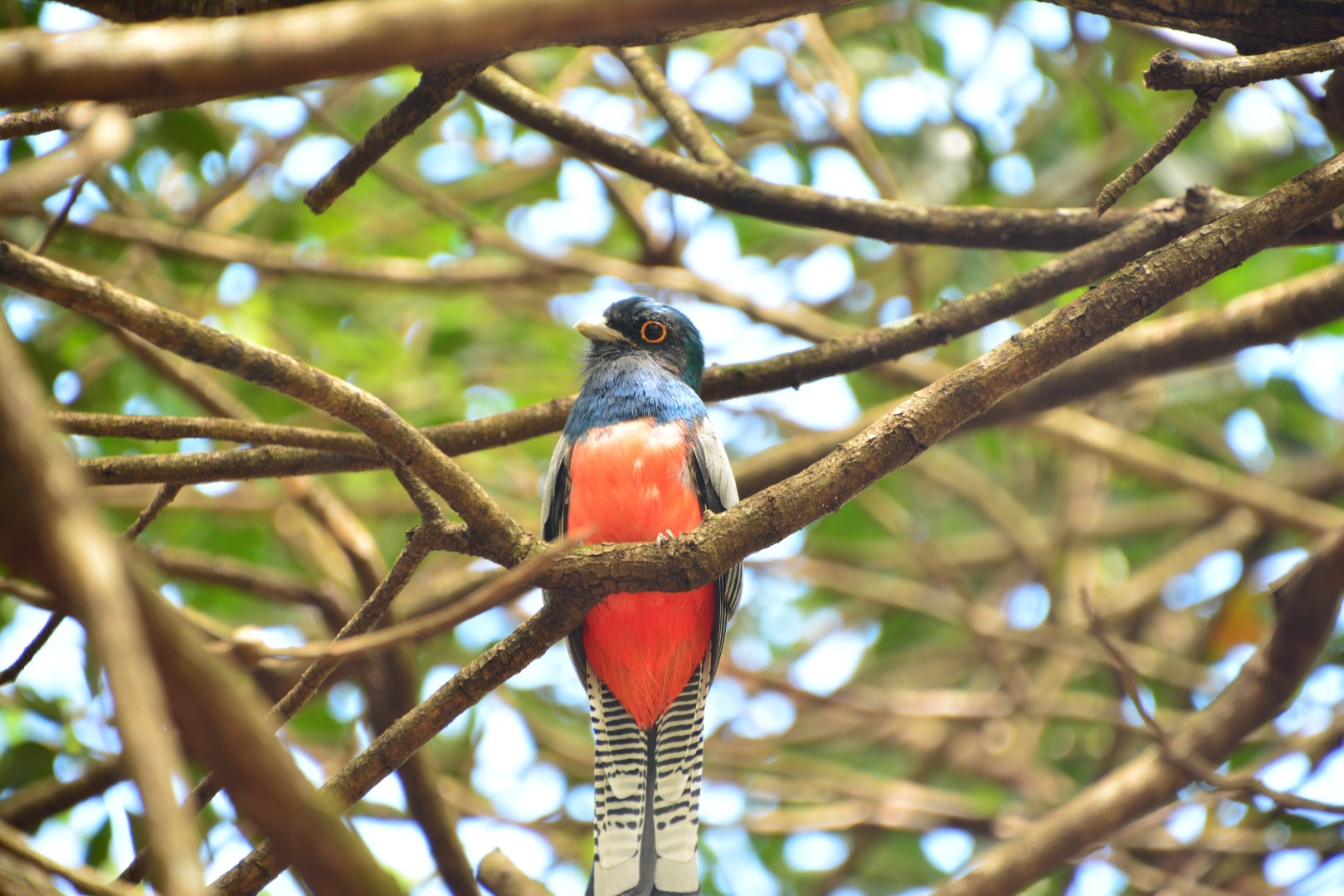 Blue-crowned Trogon