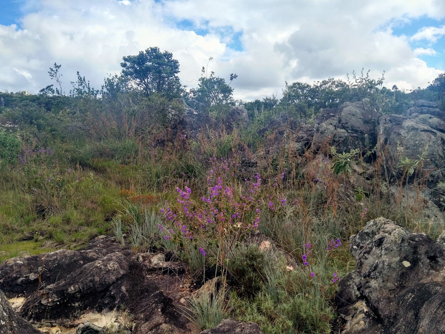 Blue-eyed Ground Dove