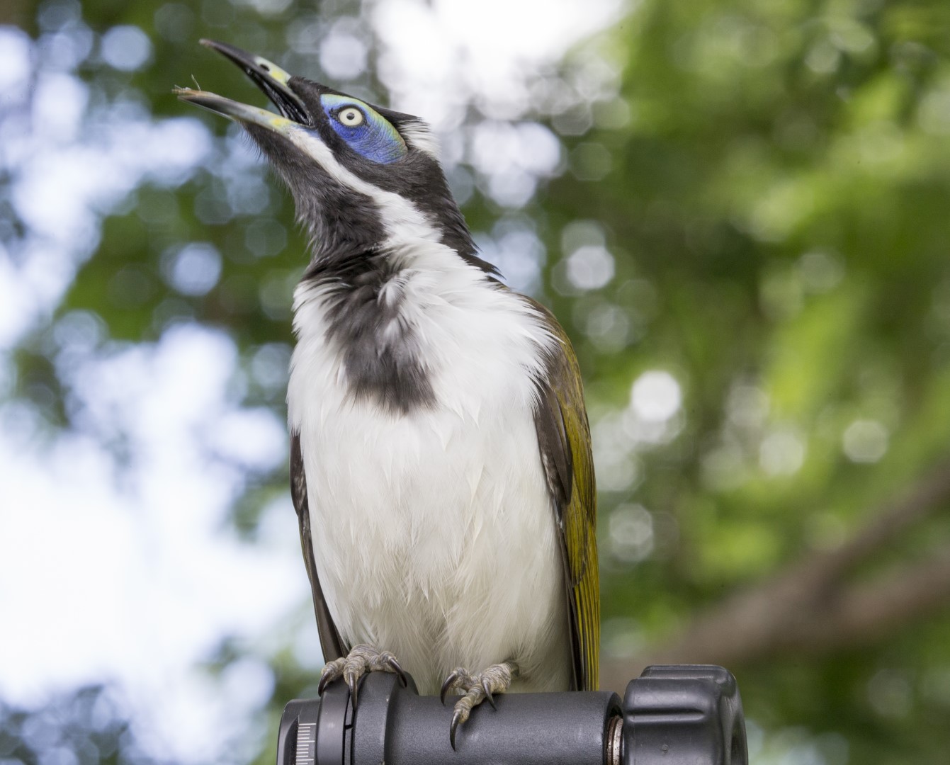 Blue-faced Honeyeater